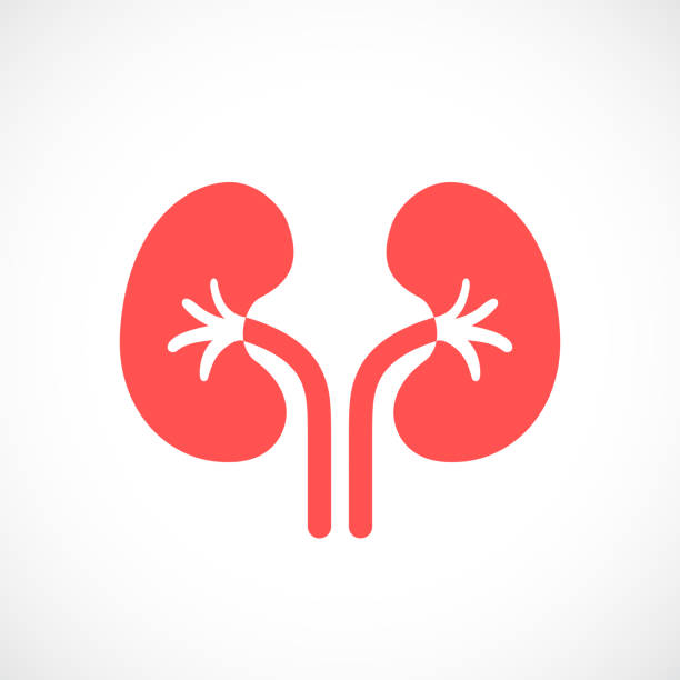 kidneys human internal organ vector icon on white background